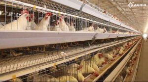 Layer Hen Cage Systems of A & H Type | Durable, Automated Designs