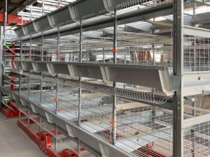 Layer Hen Cage Systems of A & H Type | Durable, Automated Designs