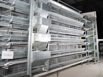 Pullet Rearing System Pullet Chicken Cages for Efficient Pullet Rearing – Durable & Safe